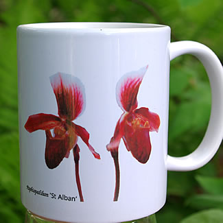 mug DS-012 Paphiopedilum 'St Alban'7032.jpg